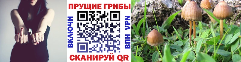 блэк спрут зеркало  наркота  Спас-Деменск  Галлюциногенные грибы Psilocybe 